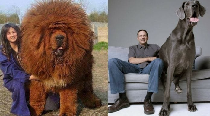 10 BIGGEST Dog Breeds On Earth