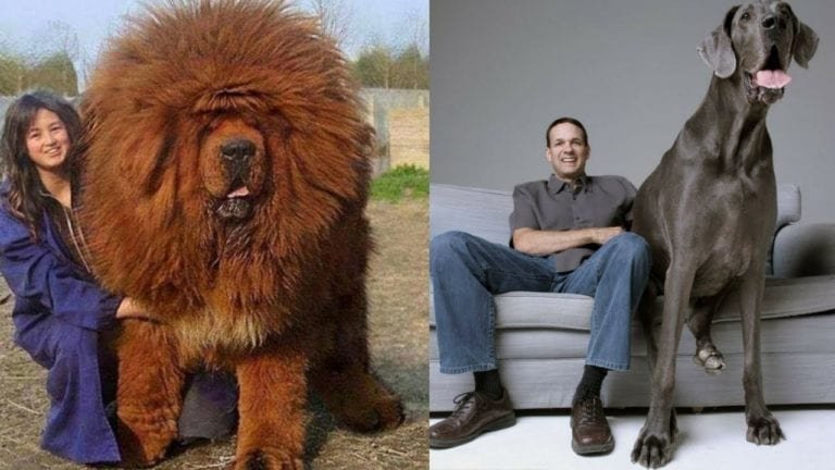 10 BIGGEST Dog Breeds On Earth