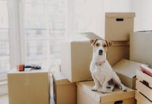 How to Settle Your Pet into a New Place