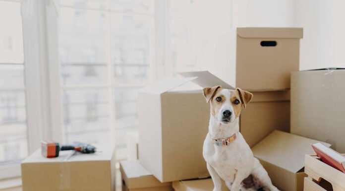 How to Settle Your Pet into a New Place