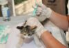 Fear-Free Feline Care: The Evolution of the Cat Vaccination Clinic in Dubai