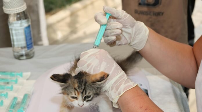 Fear-Free Feline Care: The Evolution of the Cat Vaccination Clinic in Dubai