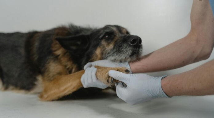 Top 7 Reasons Pet Owners Trust the Leading Veterinary Clinic in Dubai