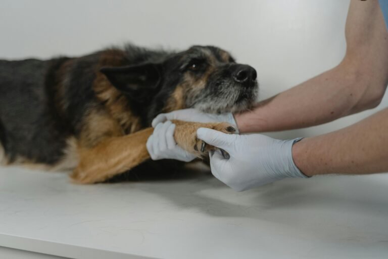 Top 7 Reasons Pet Owners Trust the Leading Veterinary Clinic in Dubai